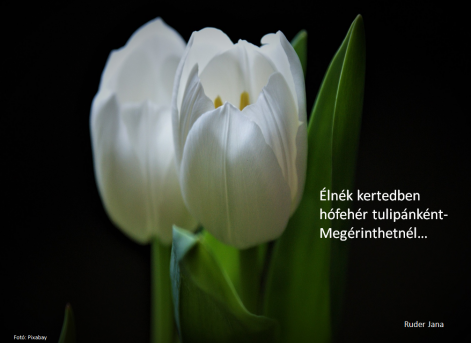 haiga_tulip.png